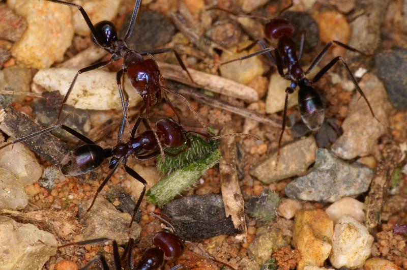 Iridomyrmex_purpureus_D7113_Z_89_Camping near sewage_Australie.jpg